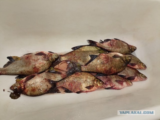 Чем хуже погода...