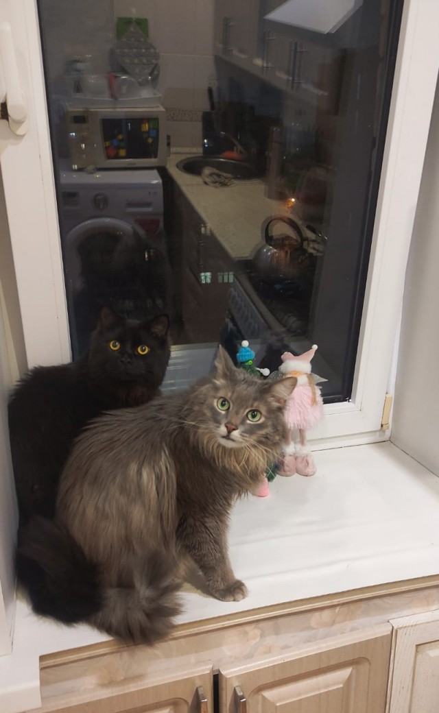 Котовторник