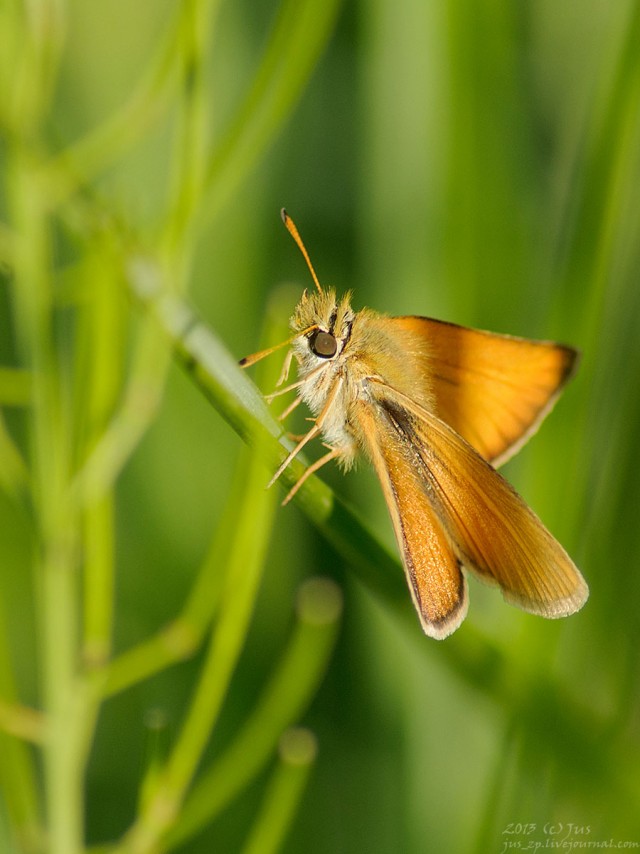 Немного летнего макро