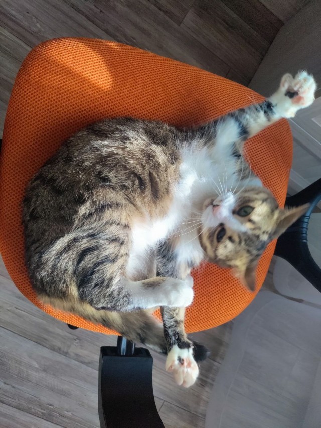 К котовторнику
