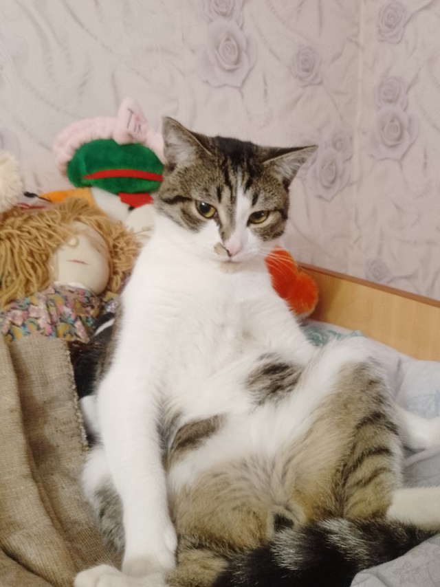 Немного моих котиков к вторнику