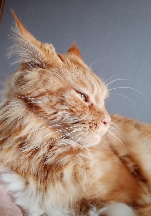 Котовторник! Успел!)
