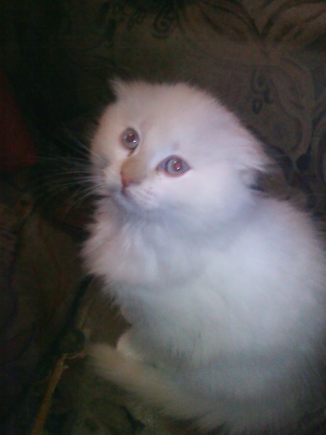 У нас котенок!