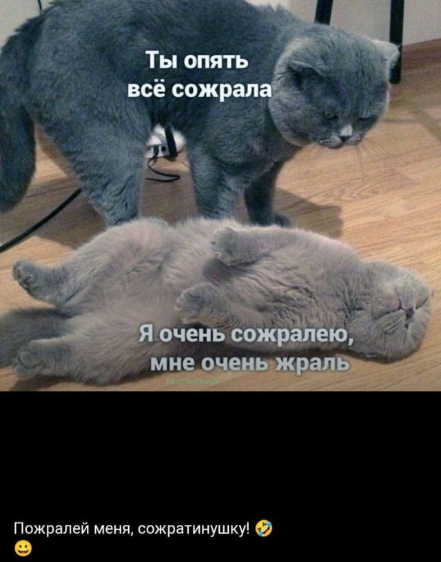 Девушка попросила в Хвиттере остальных скинуть любимые мемы с котами