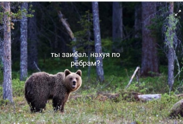 Россиянин подрался в тайге с медведем и победил