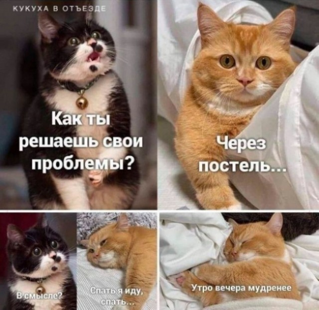 К котовторнику: подборка картинок-баянов с котиками и про котиков. Выпуск 22