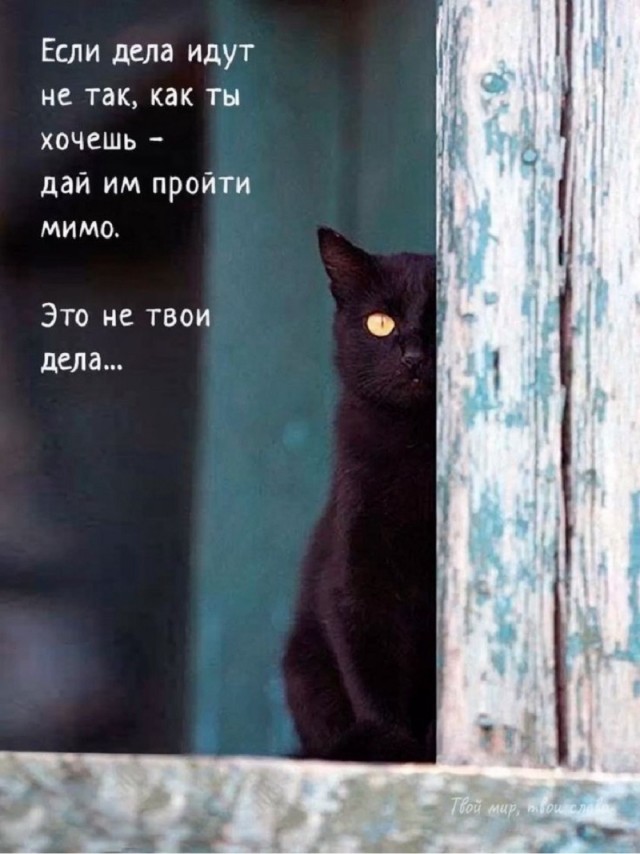 К котовторнику: подборка картинок-баянов с котиками и про котиков. Выпуск 25.