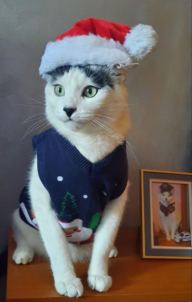 Пожилая женщина каждый день наряжает и фотографирует своего кота