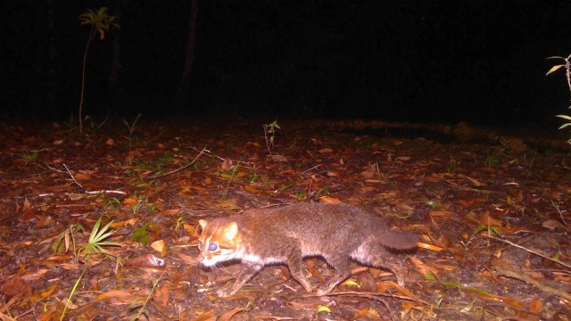 А может всё таки Земля это большая Матрица?  Почему на ней постоянно появляются новые виды животных и воскресают исчезнувшие?