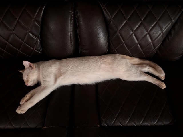Кот очень настойчиво хотел домой