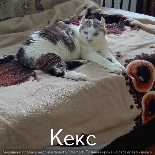 Жизнь домашнего приюта "Котоленд" 541