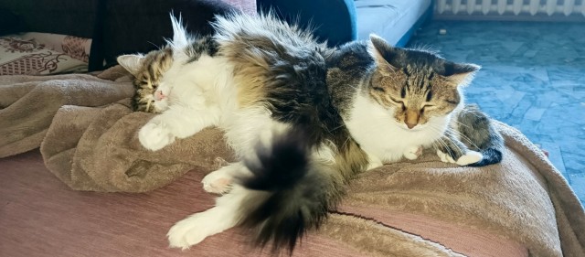 Котовторник 29.09.2026
