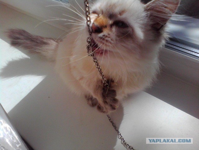 Котовторник 17.09.2013