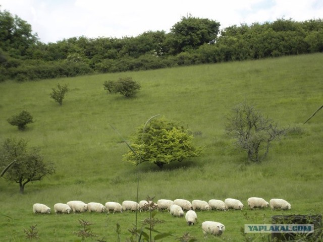 Овцы в Англии
