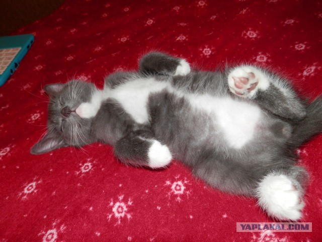 Котовторник  25.03.2014