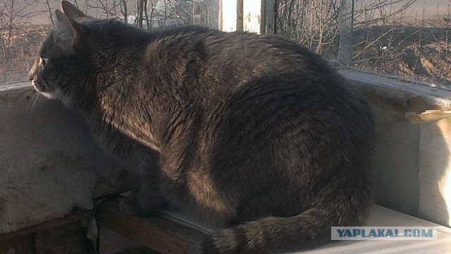 Котовторник  08.04.2014