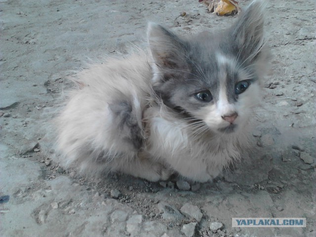 Котовторник 12.08.2014