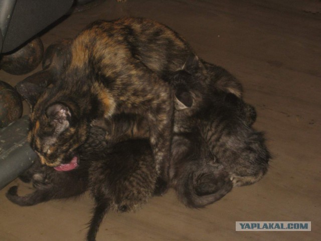 Котовторник 30.09.2014