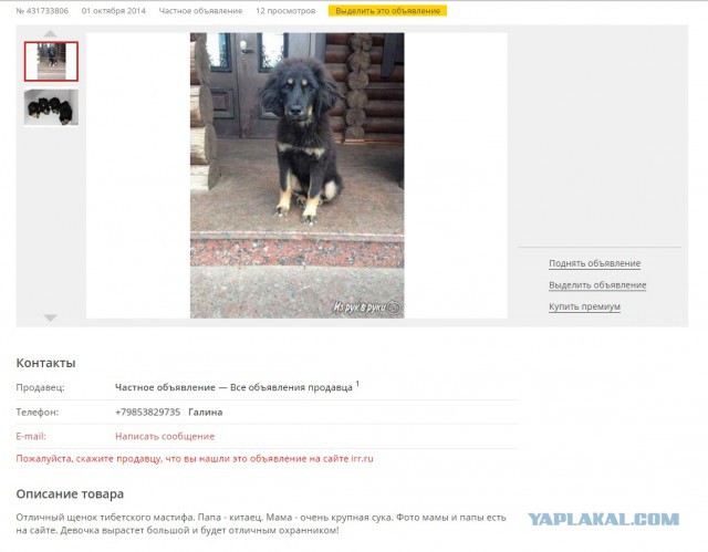 Продам щенка тибетского мастифа