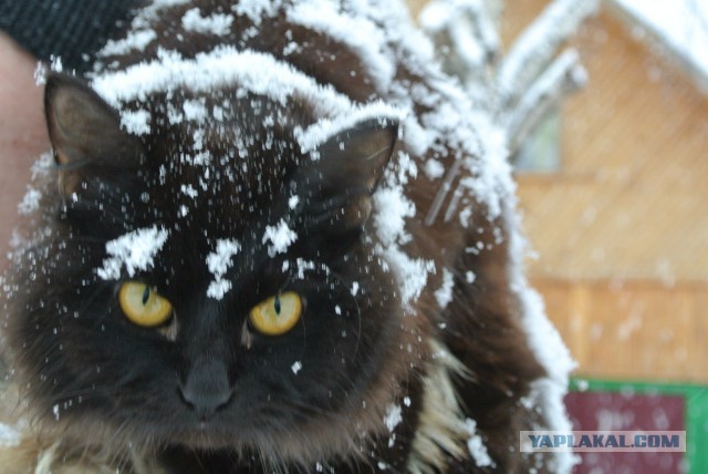 Котовторник 25.11.2014