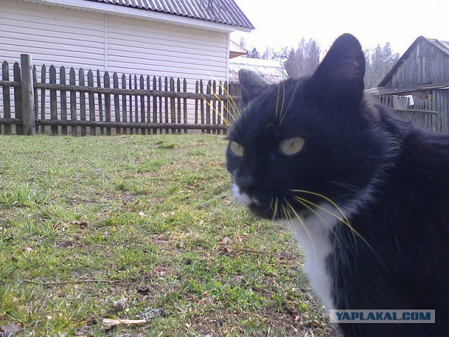 Котовторник 9.12.2014