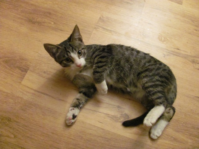 Котовторник