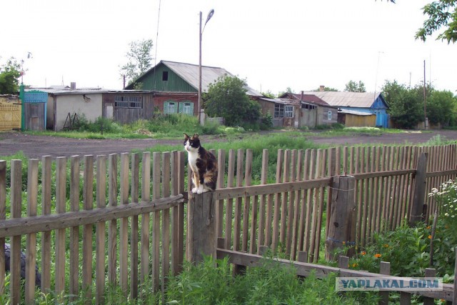 Котовторник