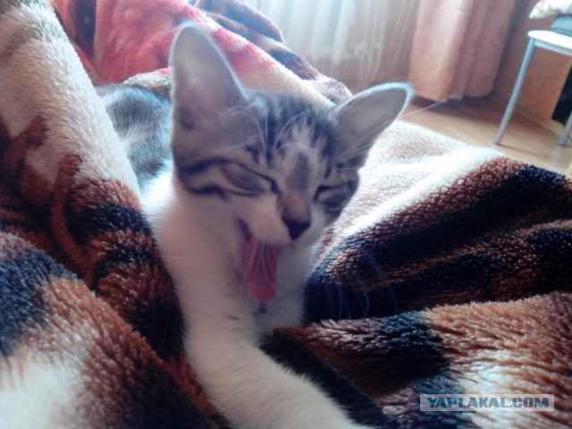 Котовторник  21.07.2015