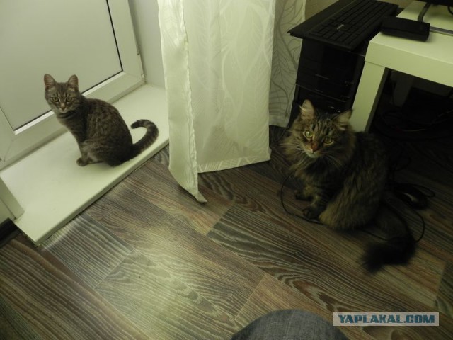 Котовторник 18.08.2015