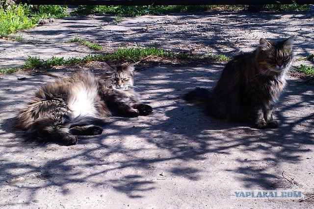 Котовторник 25.08.2015