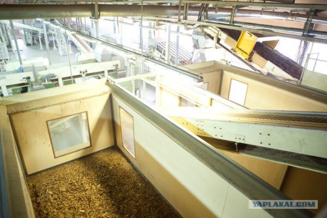 Как в Беларуси делают сигареты: репортаж