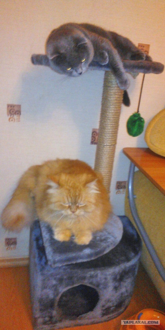 Котовторник  27.10.2015