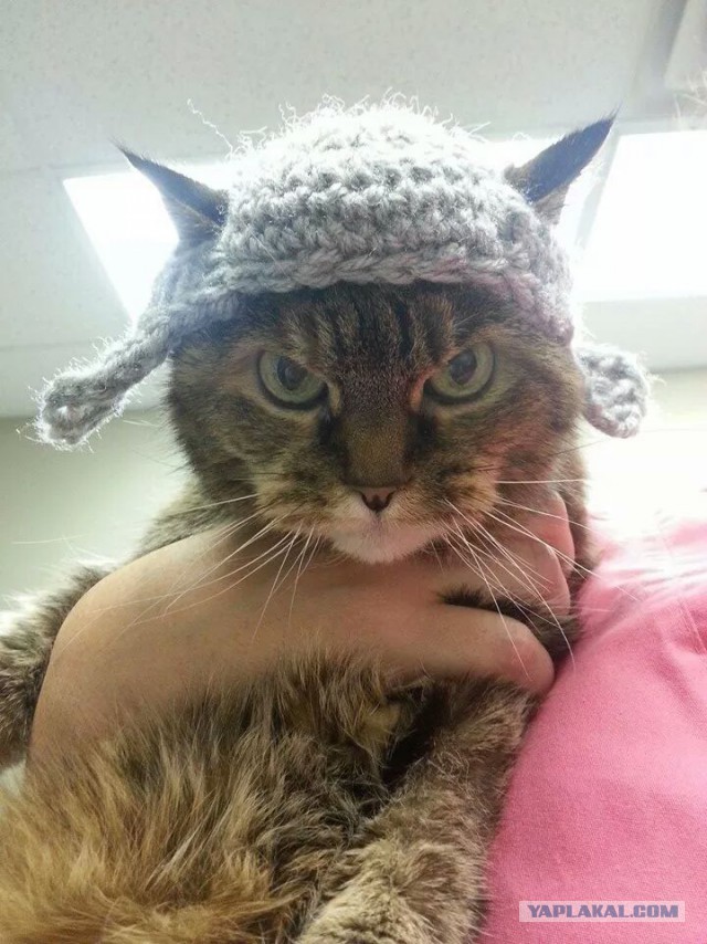 Котовторник