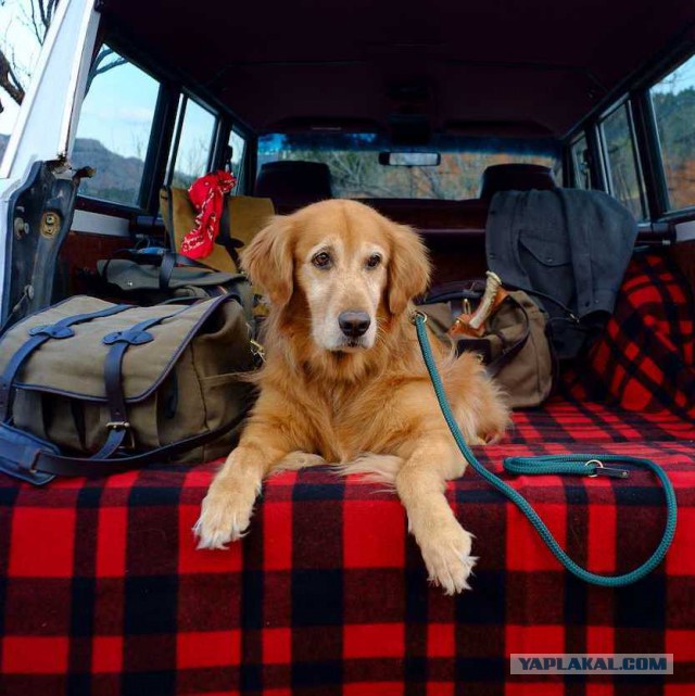 Собакочетверг