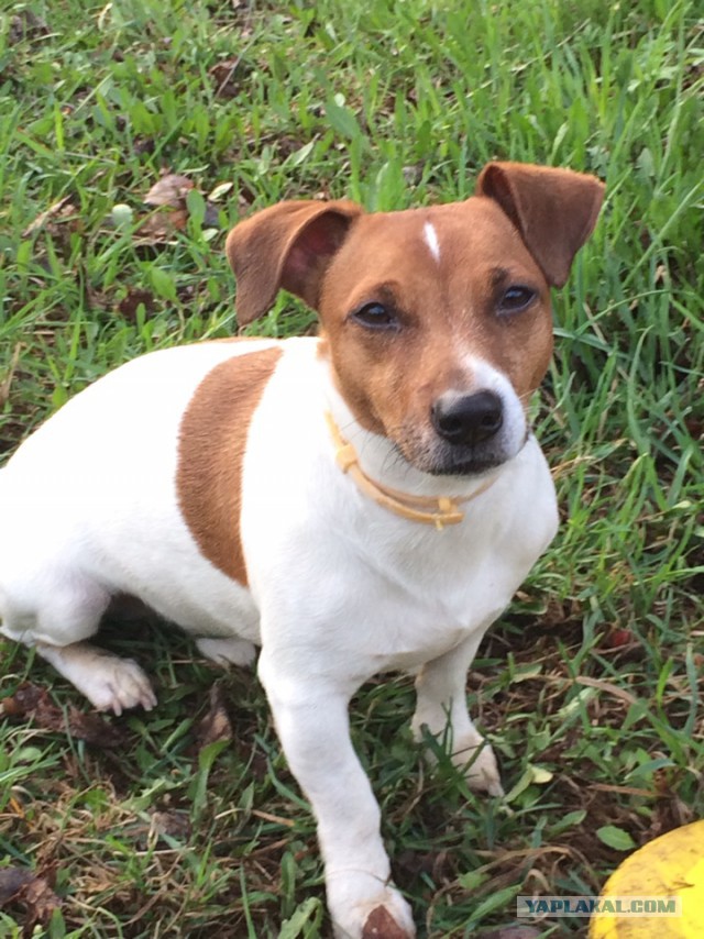 Страшно красивые терьеры