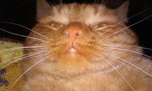 Котлета