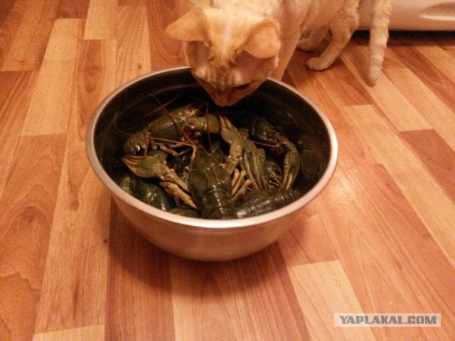 Котовторник 04.10.16