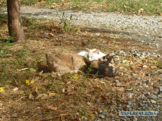 Котовторник 04.10.16