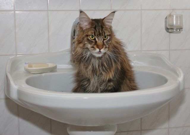 Коты из сети