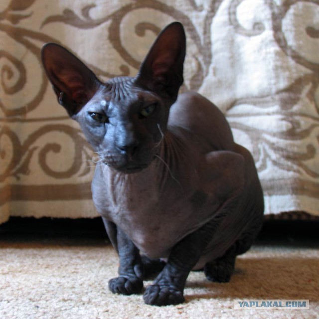 Кот грузинский