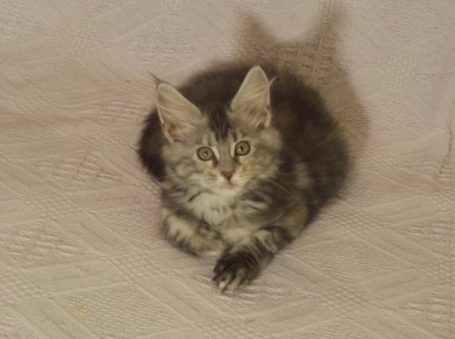 Коты из сети