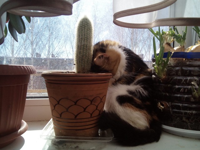Коты и Кошки