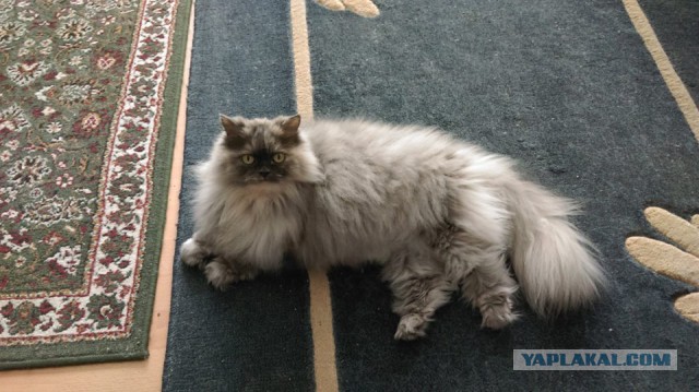 Котовторник 18.04.2017