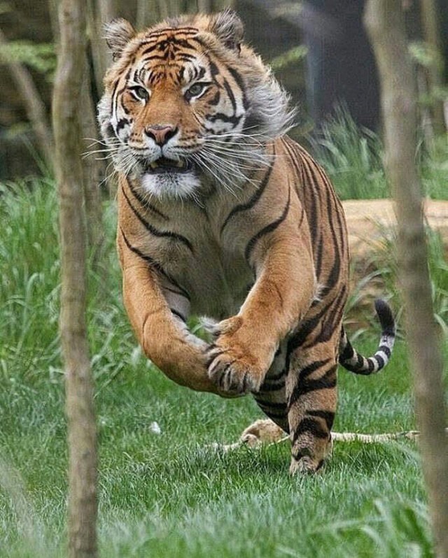 Живность из сети