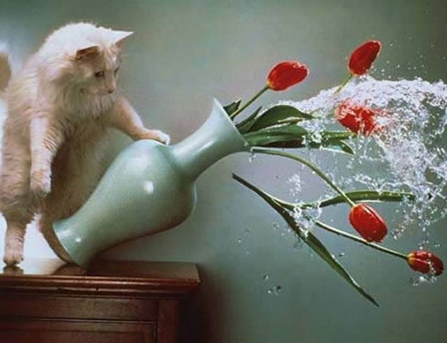 Коты и Кошки