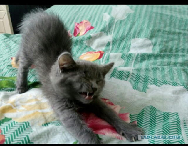 Россию сочли самой кошачьей страной мира