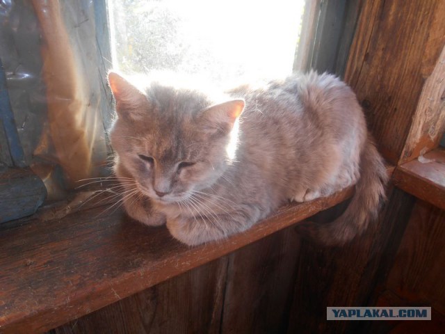 Жизнь домашнего приюта для котеек 185