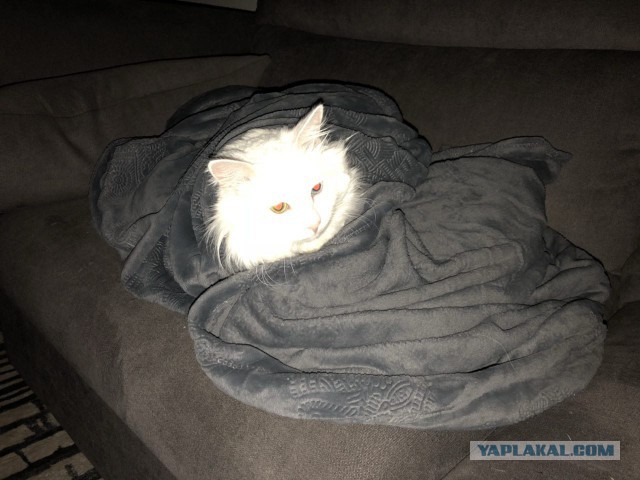 Котовторник 31.10.2017