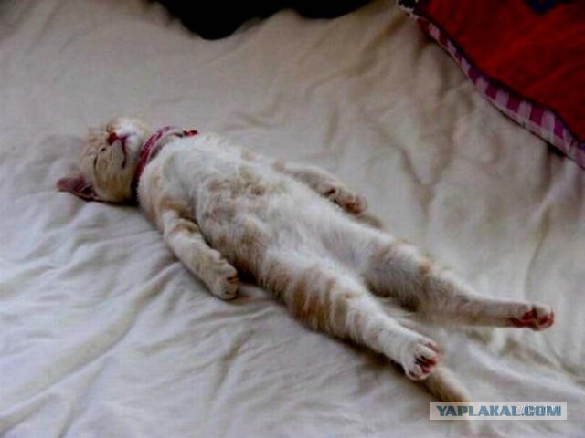 Котэ и кровать