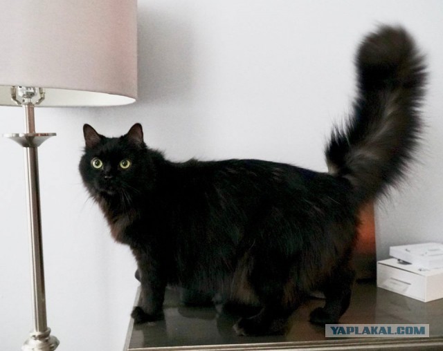 Котовторник 28.11.2017